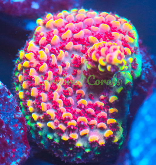 Cornbred's Eye Candy Milli -WYSIWYG