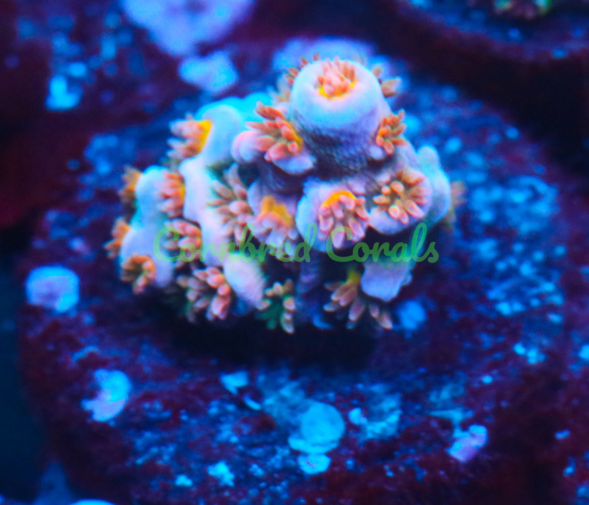 Cornbred's Angry Bird Acro - WYSIWYG
