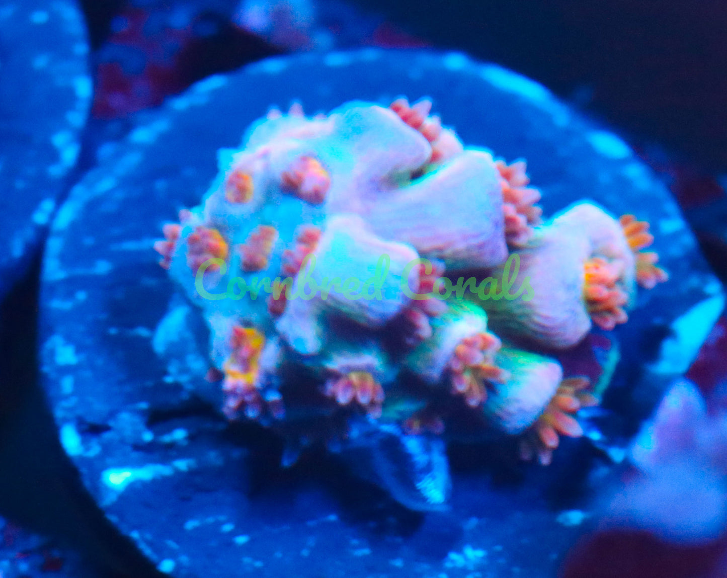 Cornbred's Angry Bird Acro - WYSIWYG