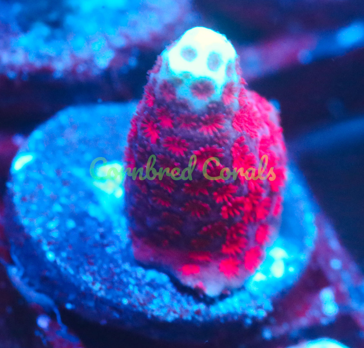 Cornbred's Pink Lemonade Digi - WYSIWYG