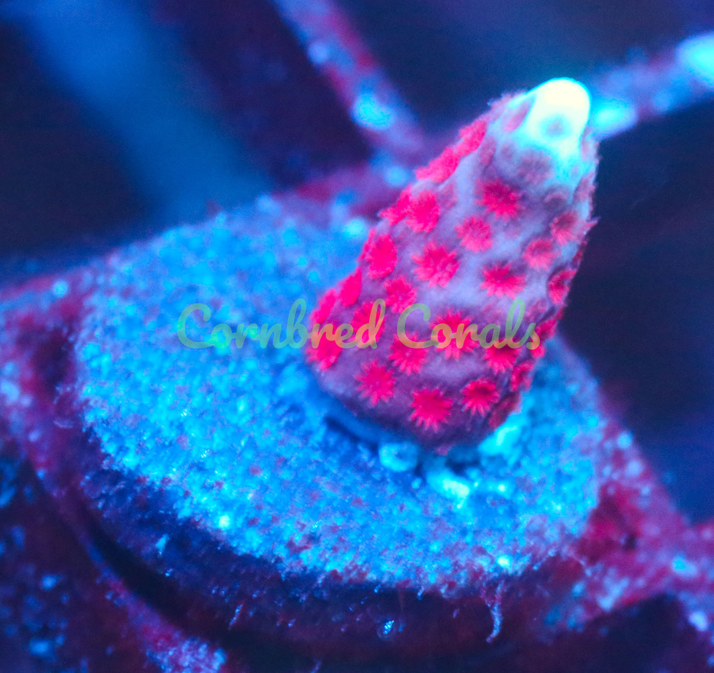 Cornbred's Pink Lemonade Digi - WYSIWYG