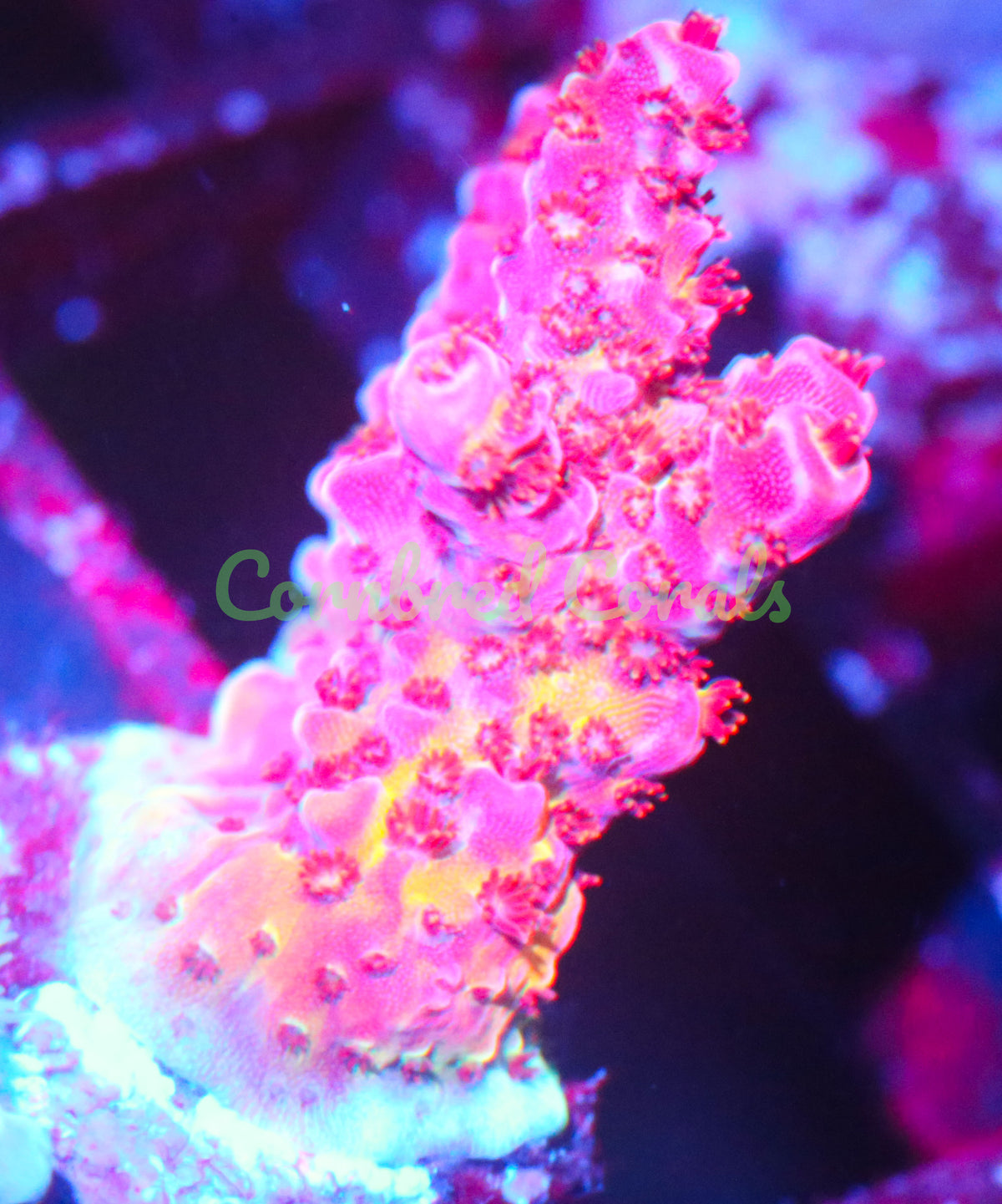 Cornbred's OMG Acro - WYSIWYG