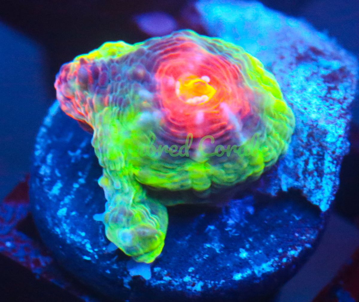 Cornbred's Holy Grail Echinata Maxima - WYSIWYG