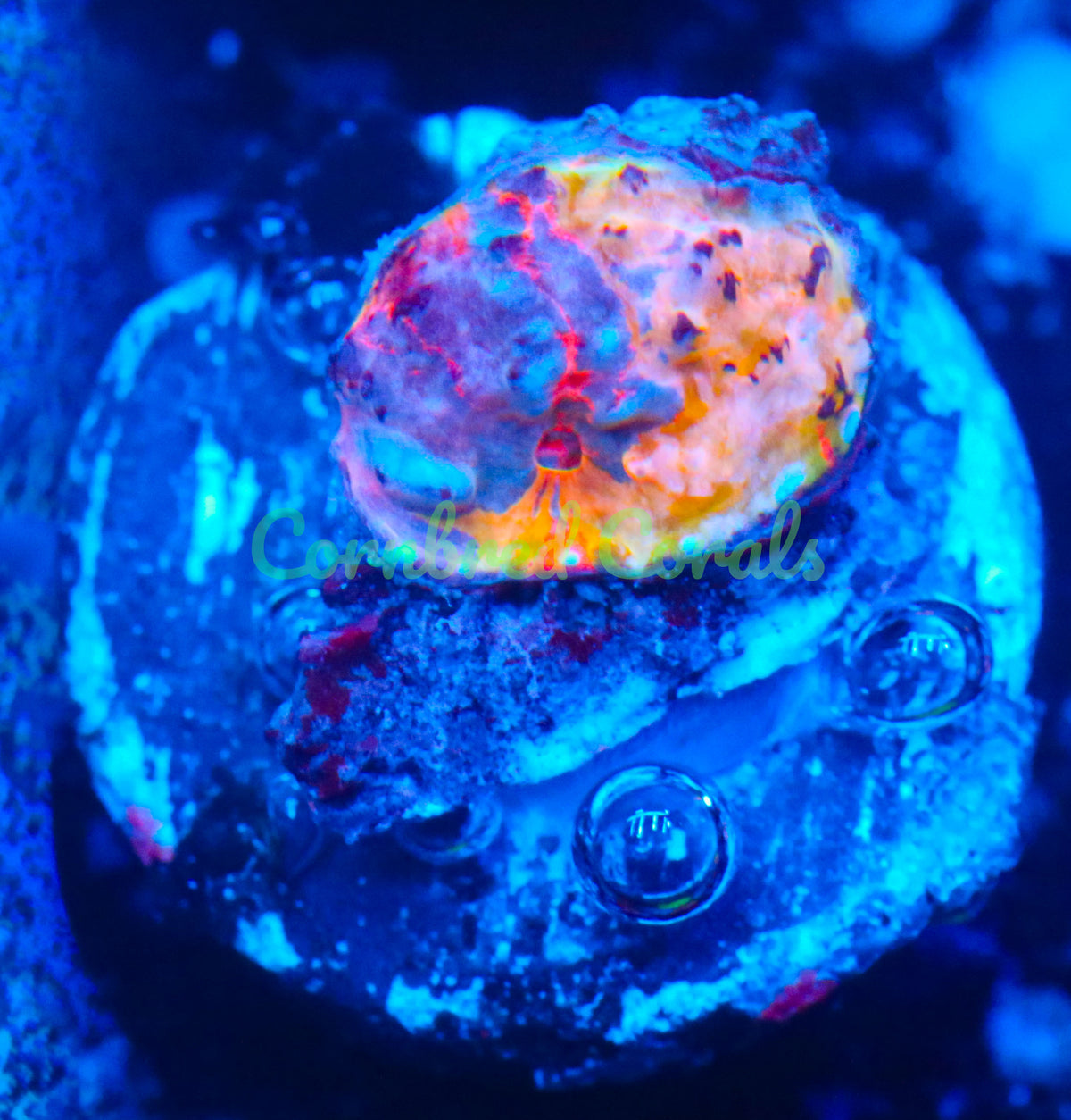 Cornbred's Bleeding Rainbows Chalice