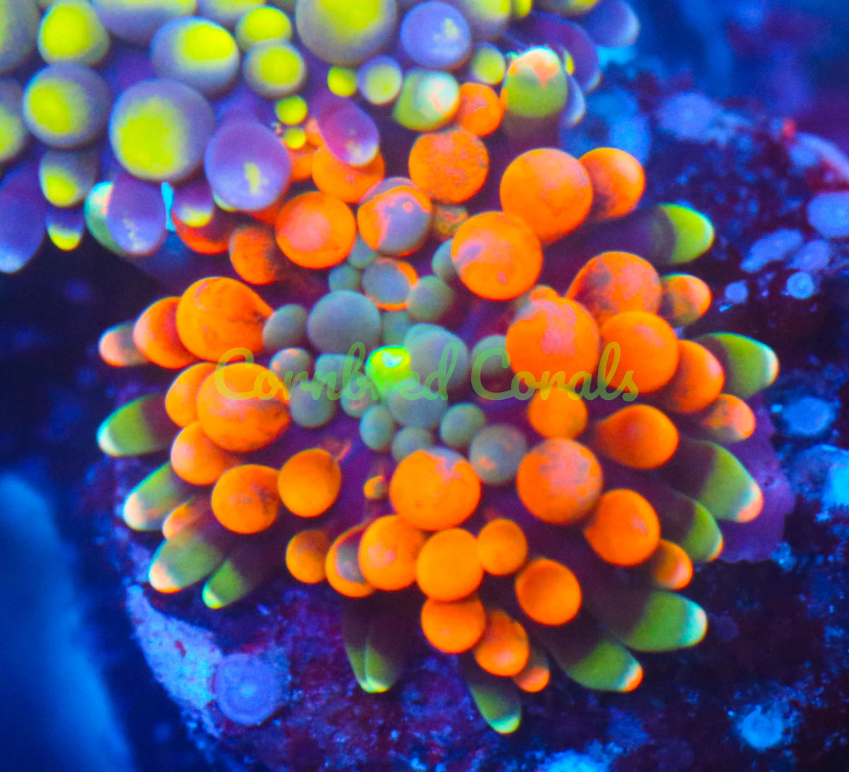 Cornbred's Orange Splash Bounce Ricordea Mushroom - WYSIWYG