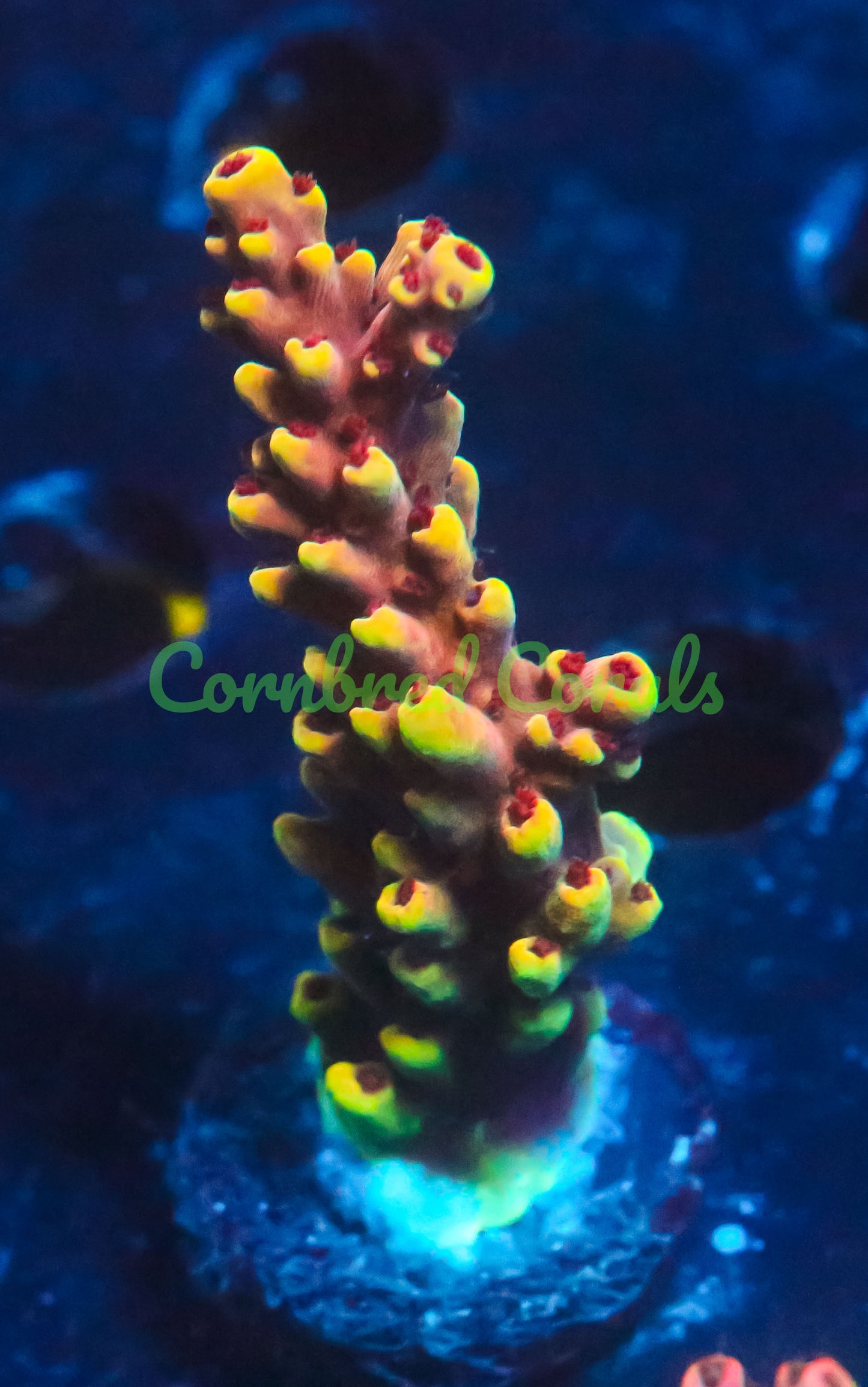 Cornbred's Gold Cadillac Acro - WYSIWYG