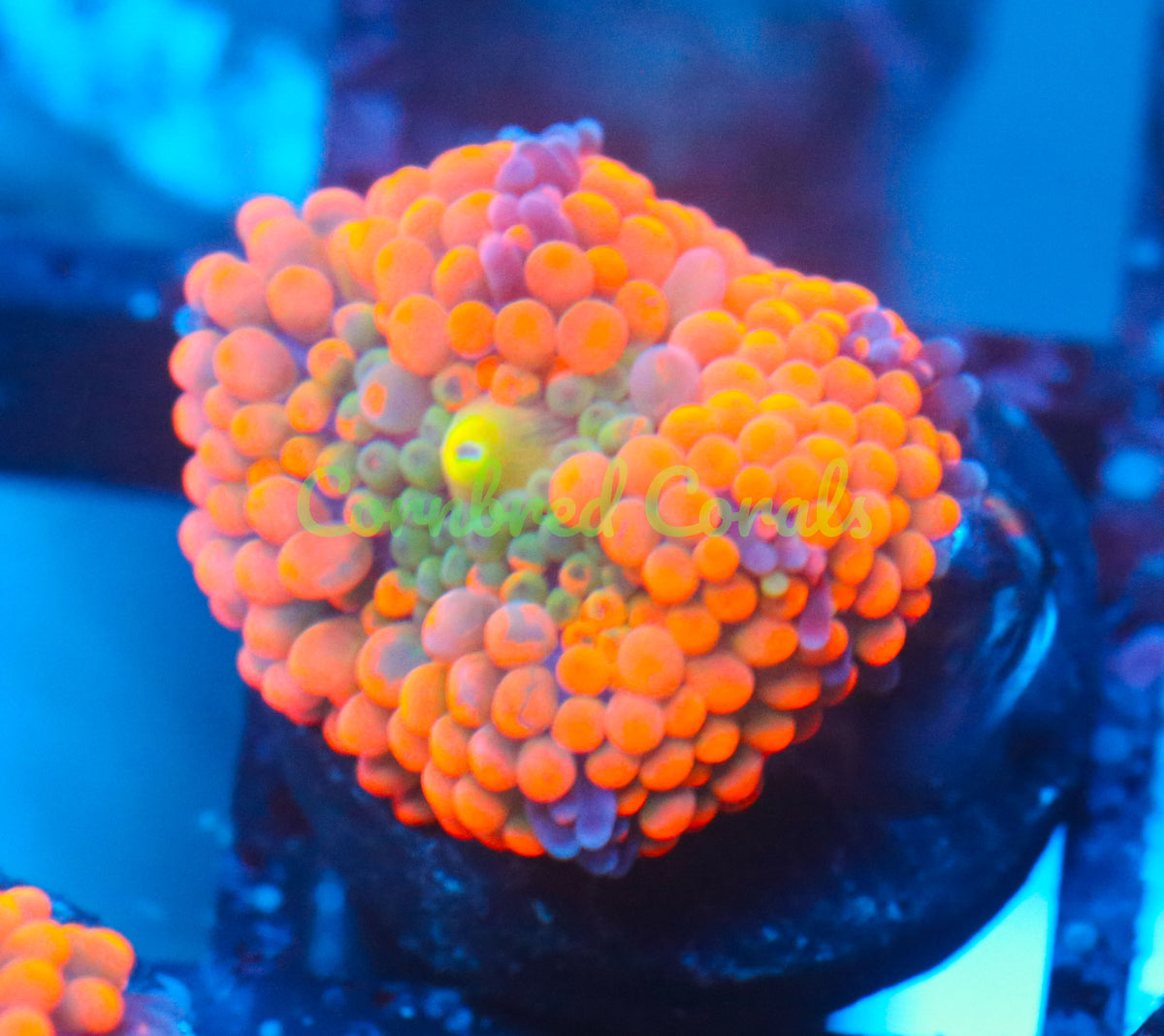 Cornbred's Orange Purple Rim Splash Bounce  Ricordea Mushroom - WYSIWYG