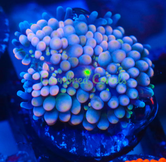 Cornbred's Pink Zombie Ricordea Mushroom