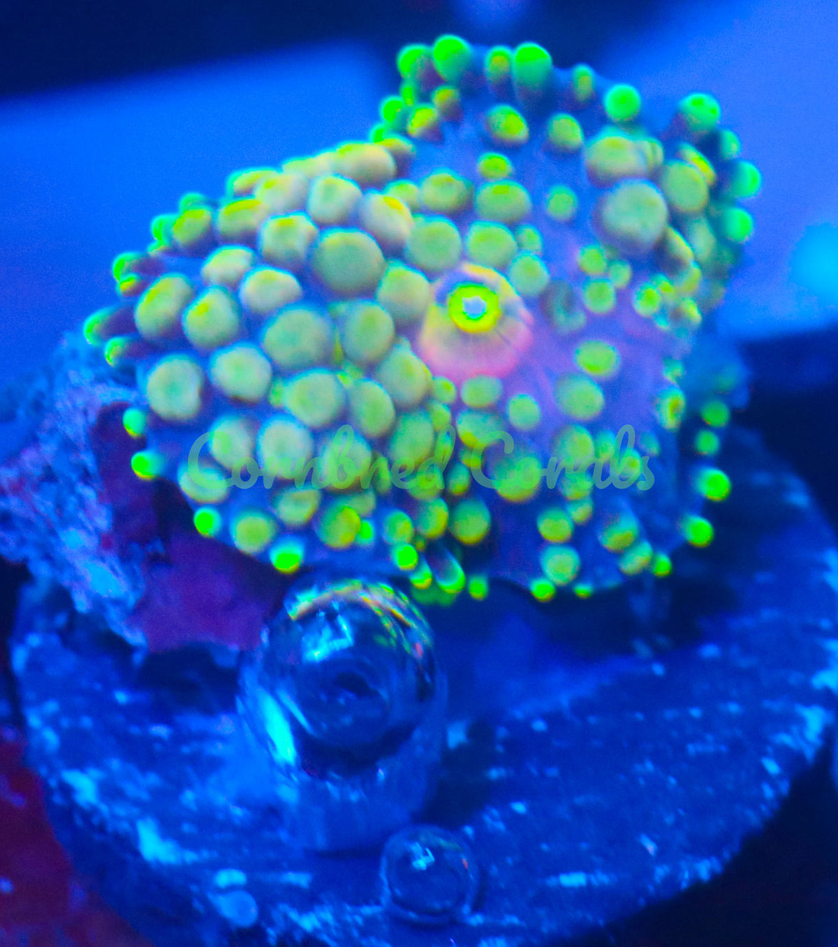 Cornbred's Sour Punch Ricordea Mushroom