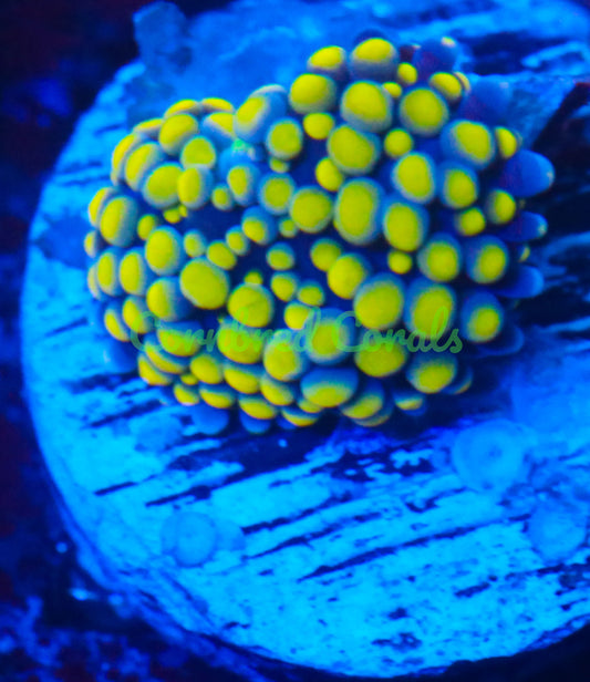 Cornbred's Yellow Sun Ricordea Mushroom