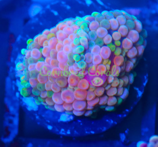 Cornbred's Watermelon Ricordea Mushroom
