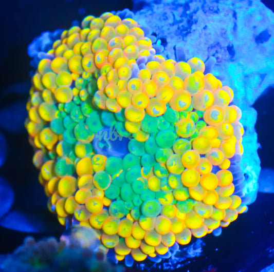 Cornbred's Yellow Mamba Ricordea Mushroom