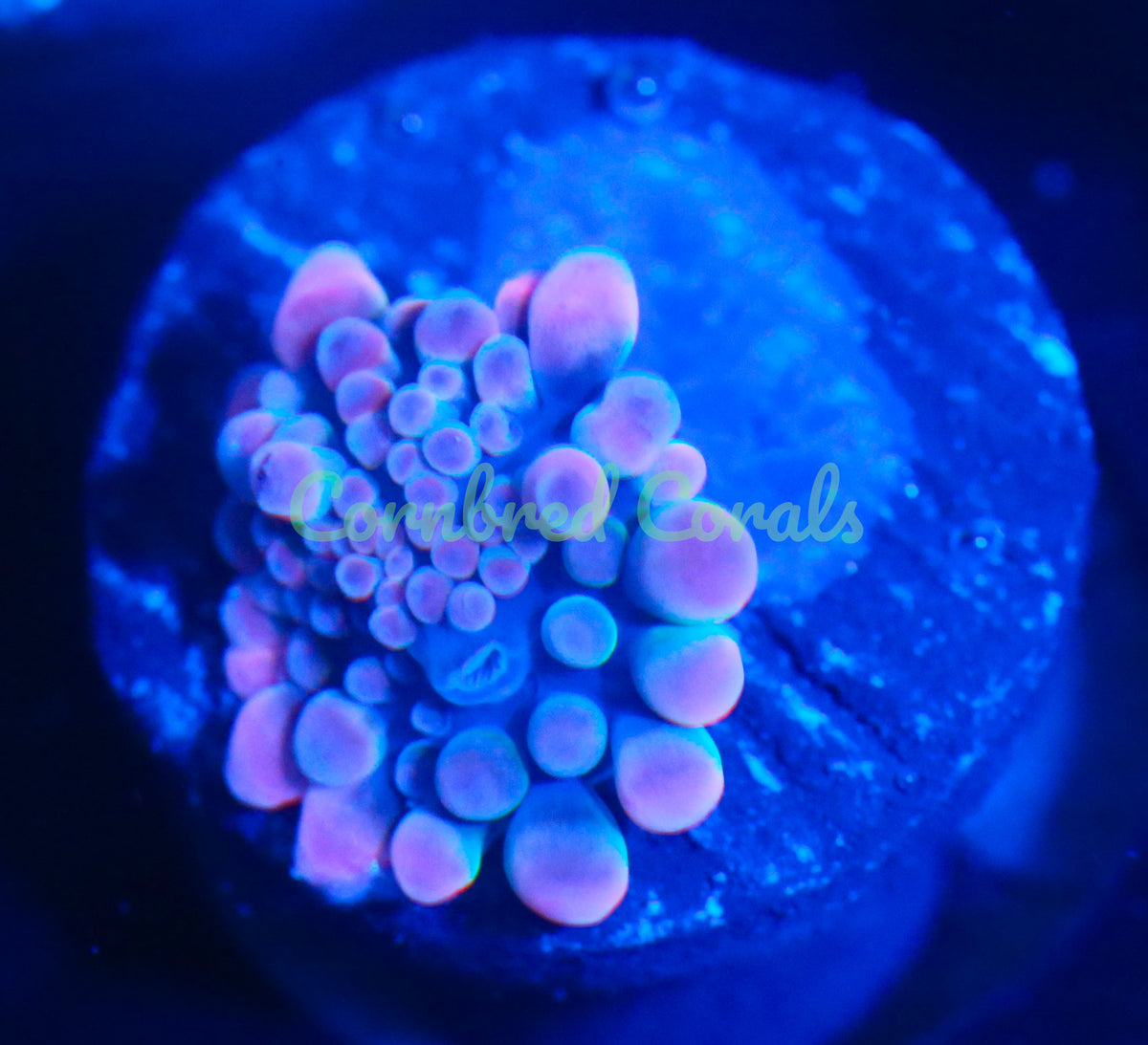 Cornbred's Pink Bubble Yum Yuma Mushroom - WYSIWYG