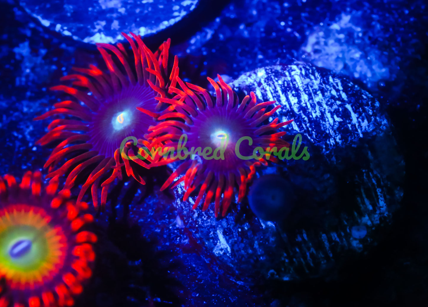 Cornbred's Punk Rocker Zoas - WYSIWYG