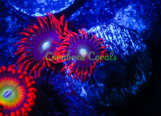 Cornbred's Punk Rocker Zoas - WYSIWYG