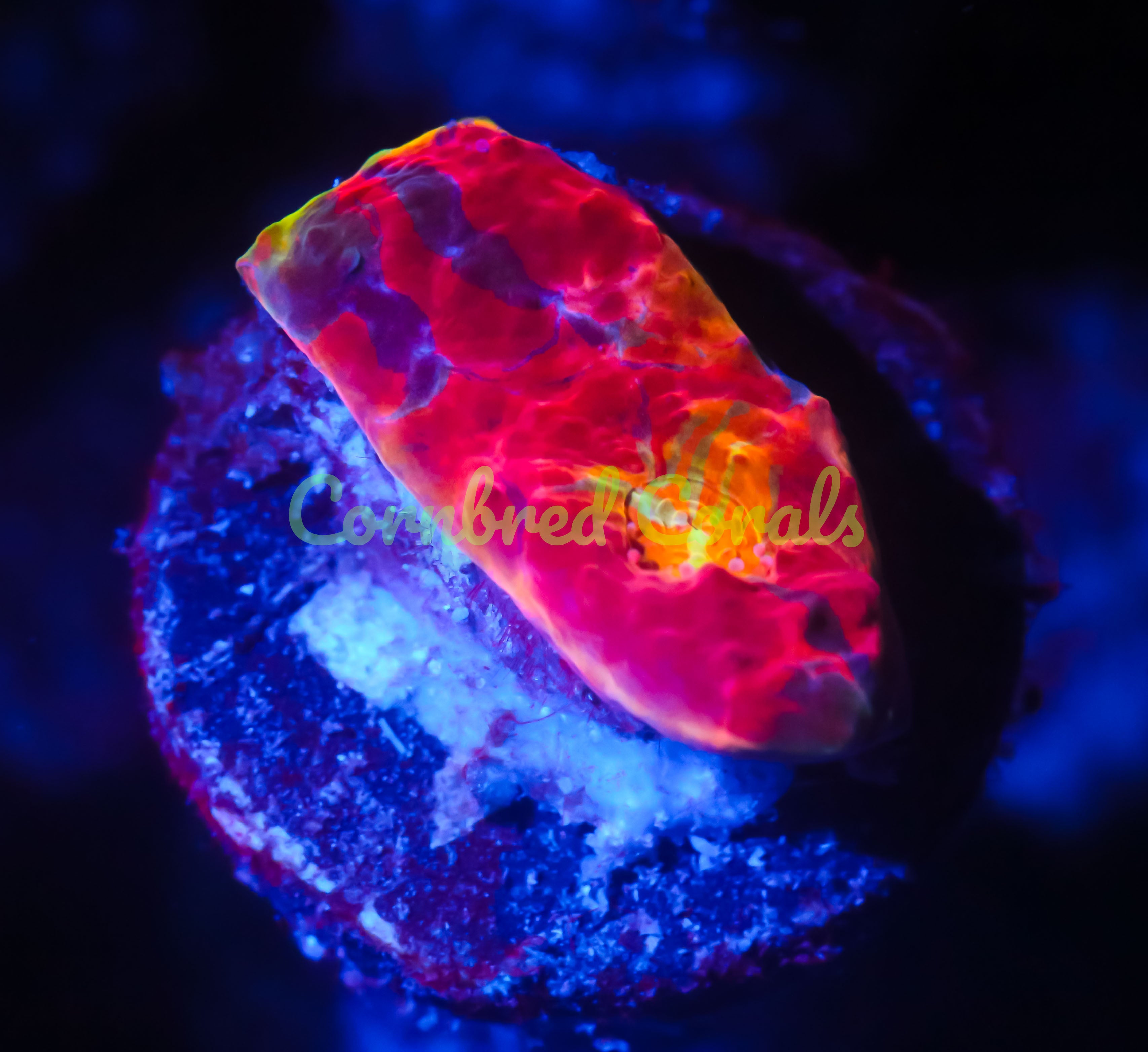 wysiwyg-what-you-see-is-what-you-get-live-coral-frags-page-2