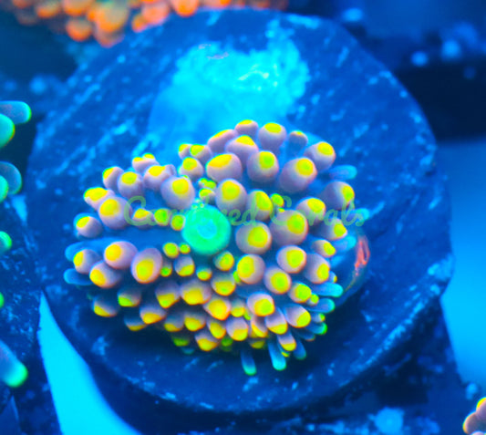 Cornbred's Golden Fuego Orange Bounce  Ricordea Mushroom - WYSIWYG