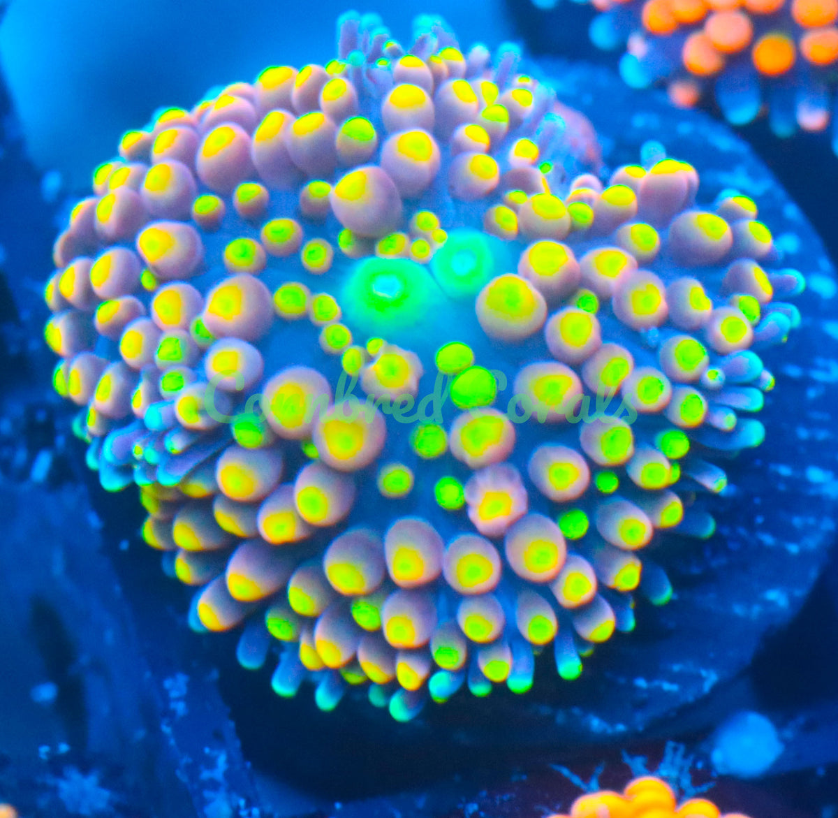 Cornbred's Golden Fuego Orange Bounce  Ricordea Mushroom - WYSIWYG