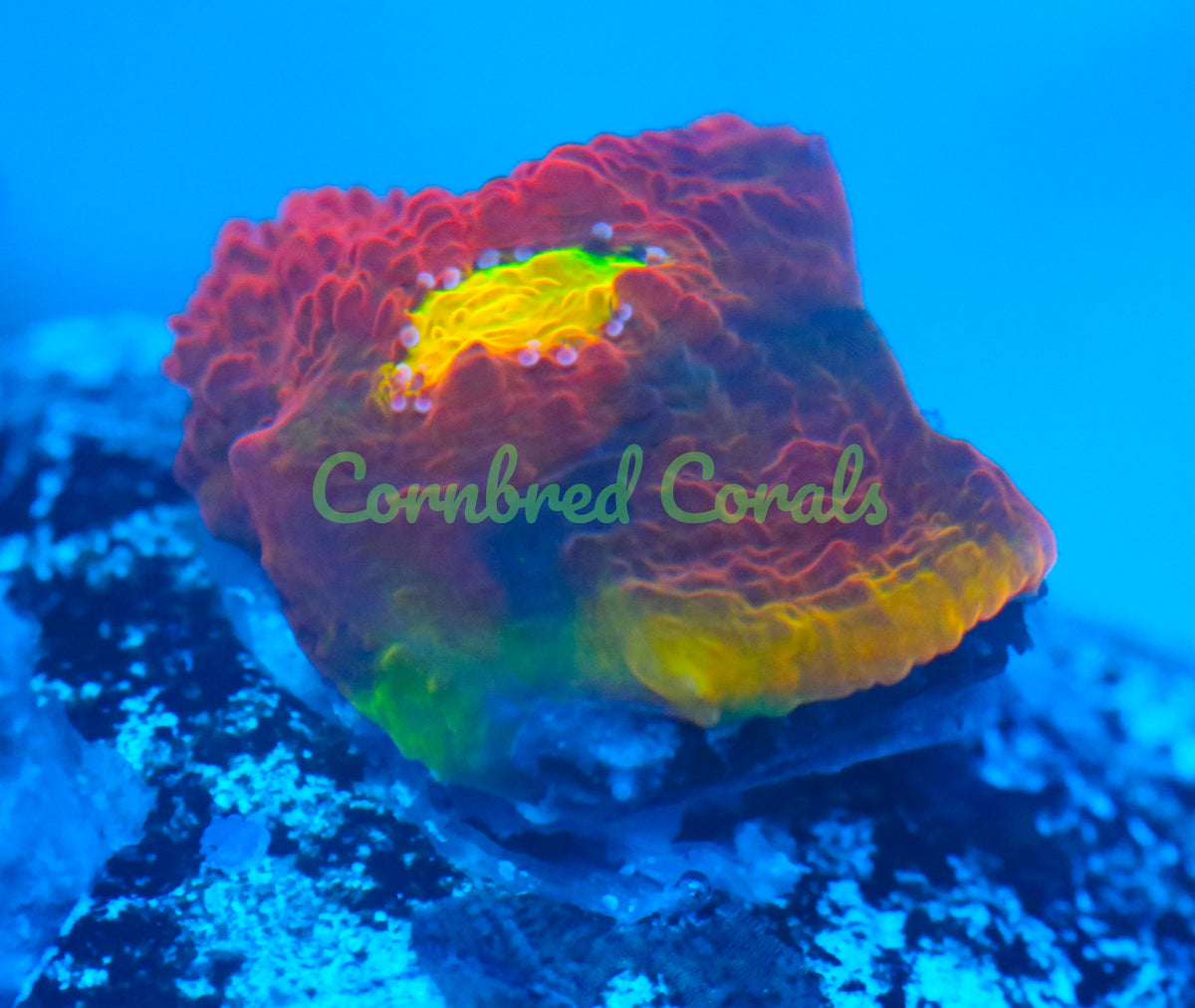 Cornbred's Fireworks Rainbow Chalice - WYSIWYG