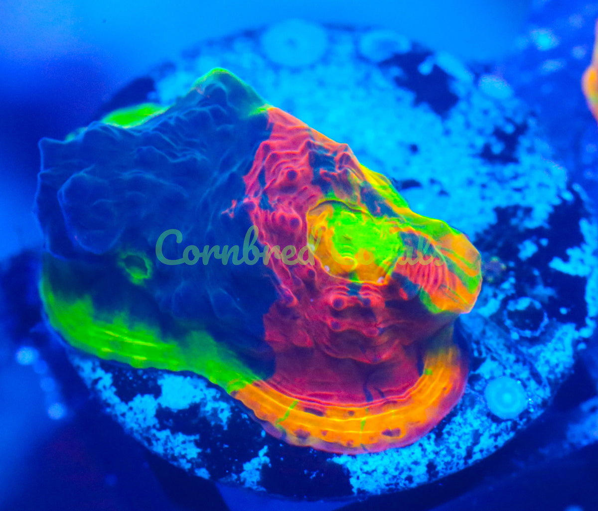 Cornbred Presents WWC's Jelly Bean Chalice - WYSIWYG