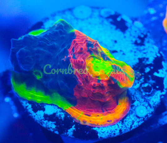 Cornbred Presents WWC's Jelly Bean Chalice - WYSIWYG