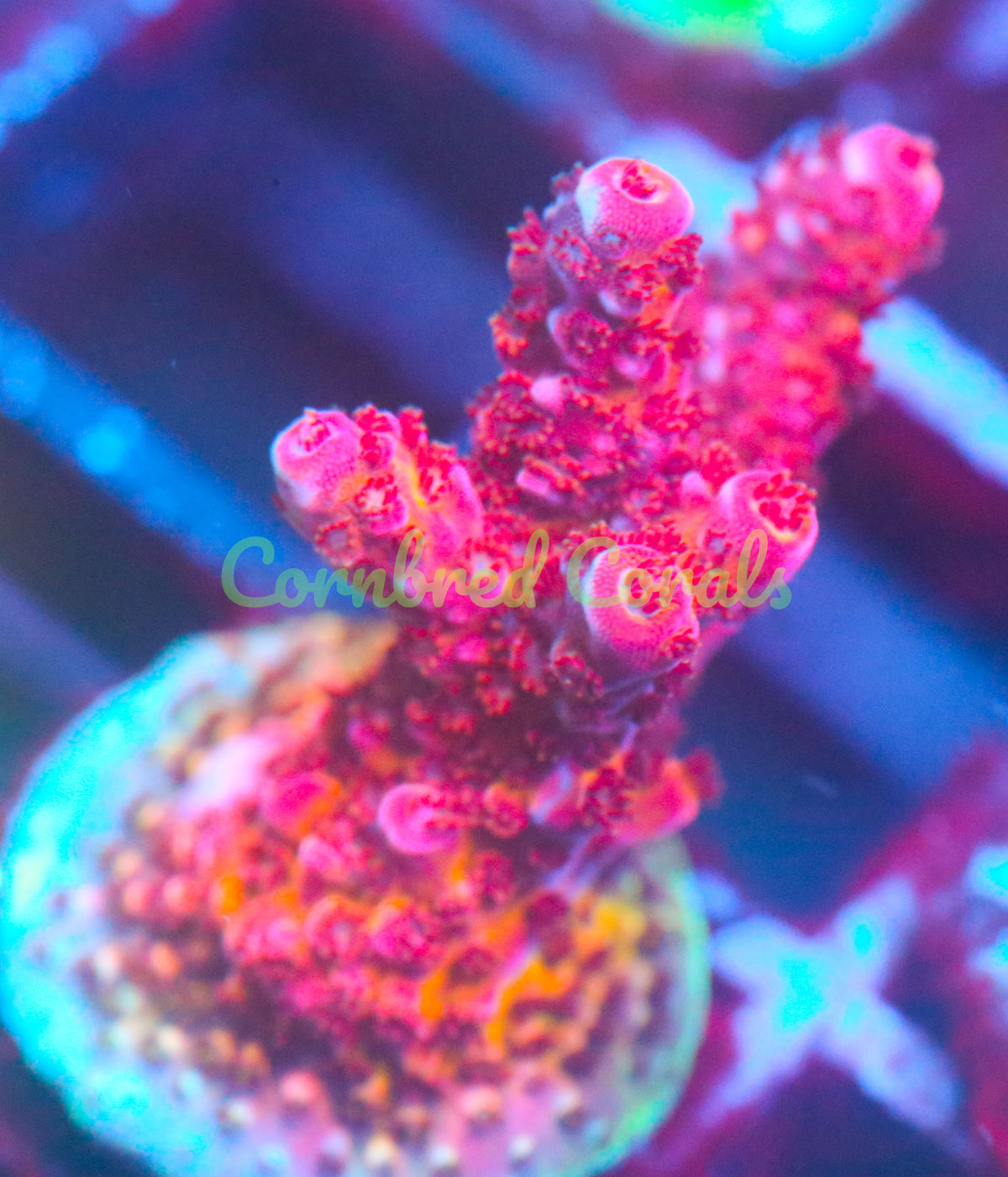 Cornbred's OMG Acro - WYSIWYG