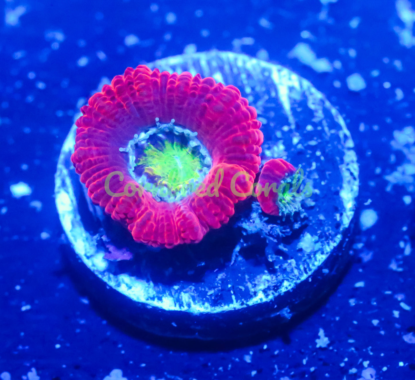 Cornbred's Cherry Bomb Acan - WYSIWYG