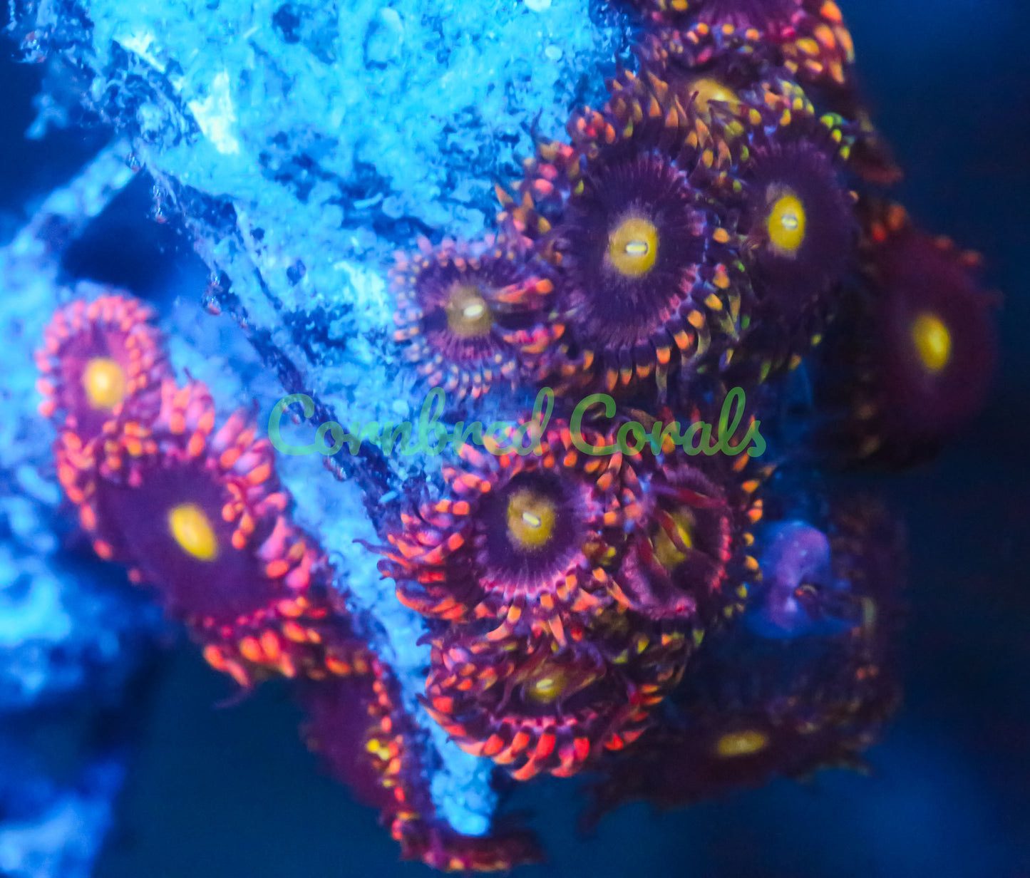 Cornbred Presents Big R's Bozo Zoas