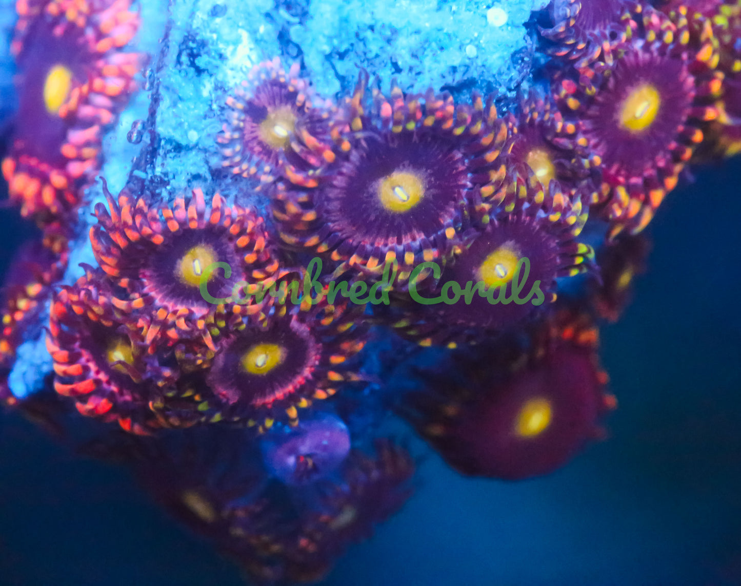 Cornbred Presents Big R's Bozo Zoas