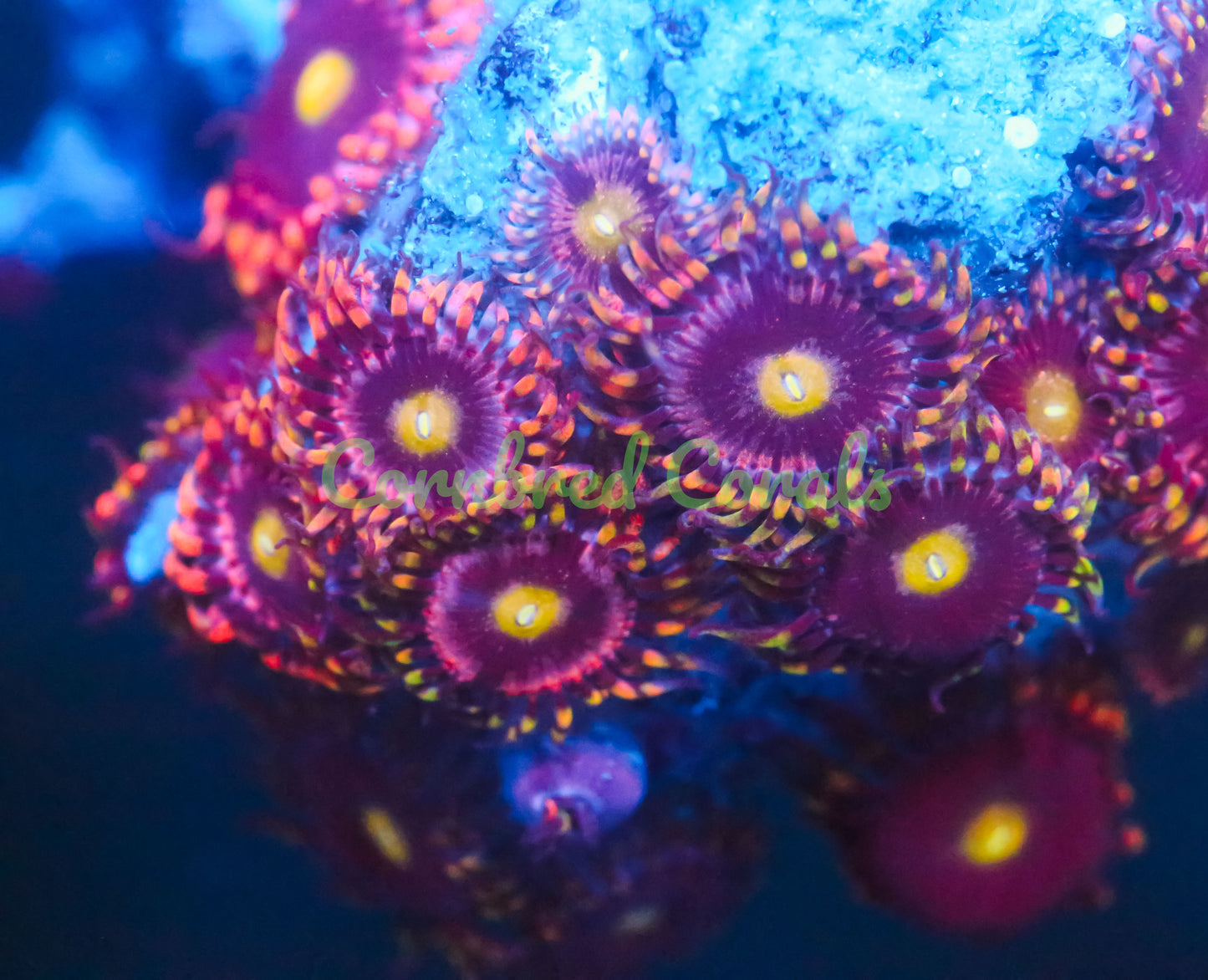 Cornbred Presents Big R's Bozo Zoas