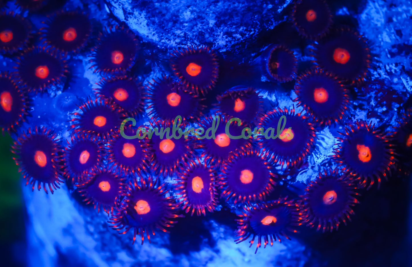 Cornbred's Clementine Zoas