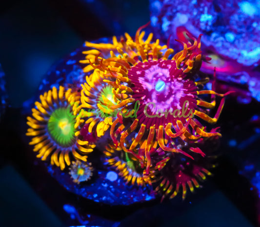 Cornbred's Space Monster Blanka Combo Palys/Zoas - WYSIWYG