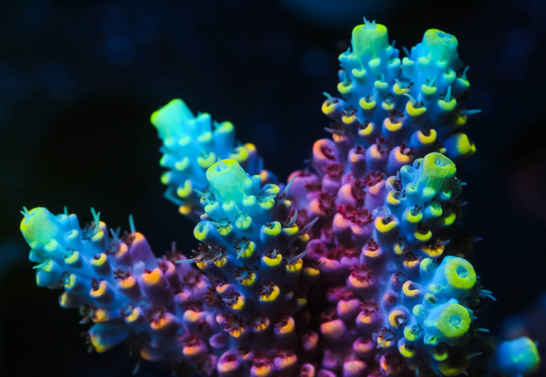 Rare and unique corals for collectors and reef hobbyists – Cornbred Corals