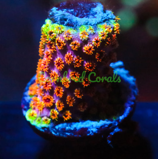 Cornbred's Skittles Bomb Cyphastrea - WYSIWYG