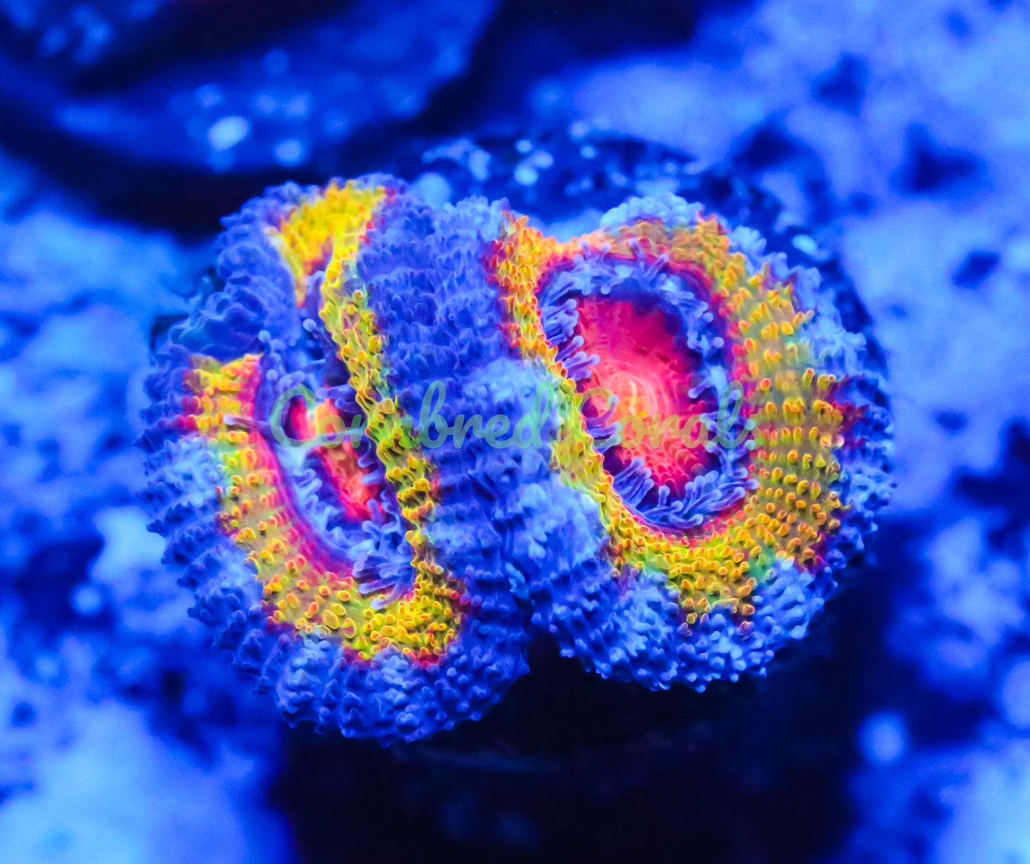 Cornbred's Fuego Acan - WYSIWYG