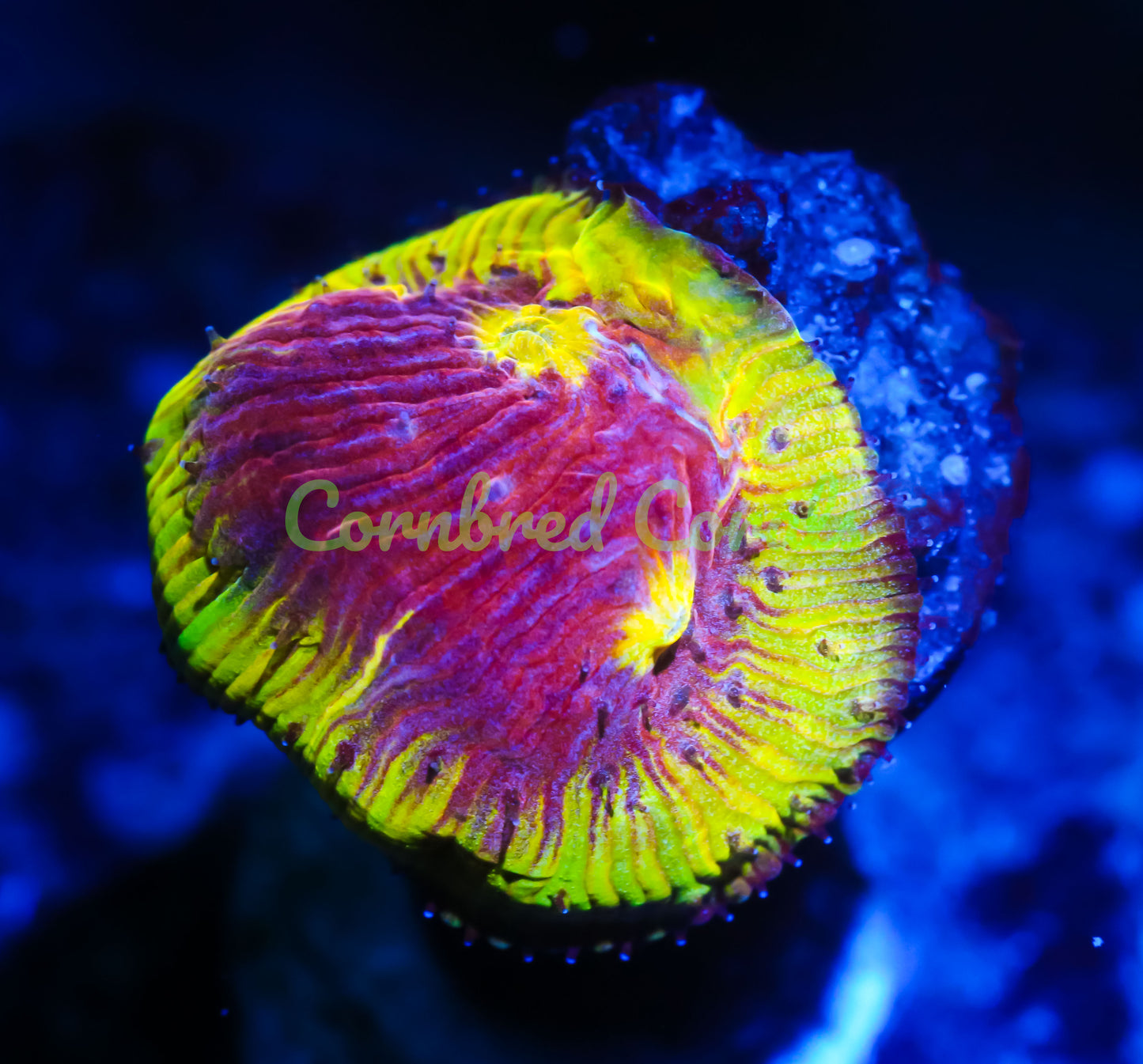 Cornbred's Golden Flamethrower Diaseris Plate - WYSIWYG