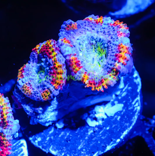 Cornbred's Grafted Paintball Acan - WYSIWYG