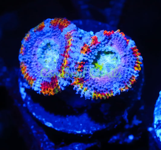 Cornbred's Grafted Paintball Acan - WYSIWYG