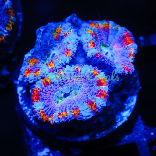 Cornbred's Grafted Paintball Acan - WYSIWYG