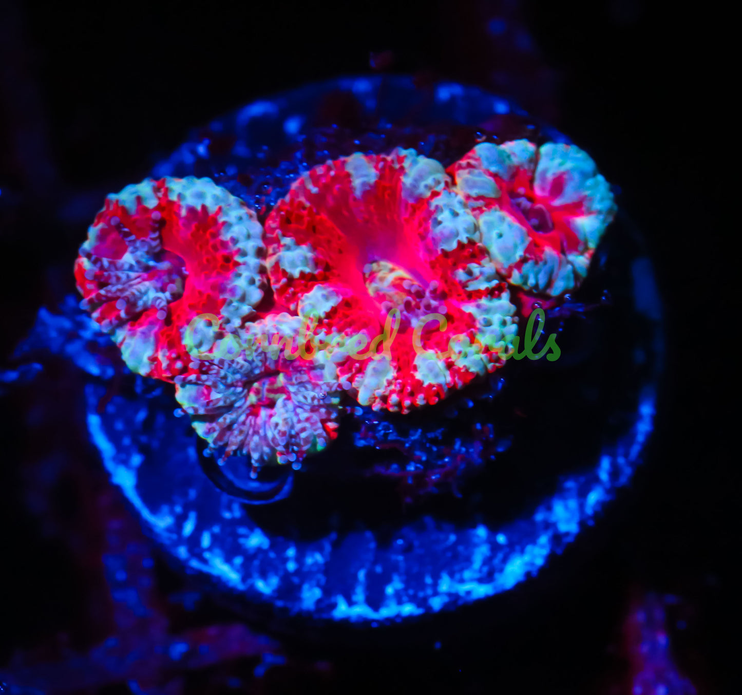 Cornbred's Melon Bomb Acan - WYSIWYG