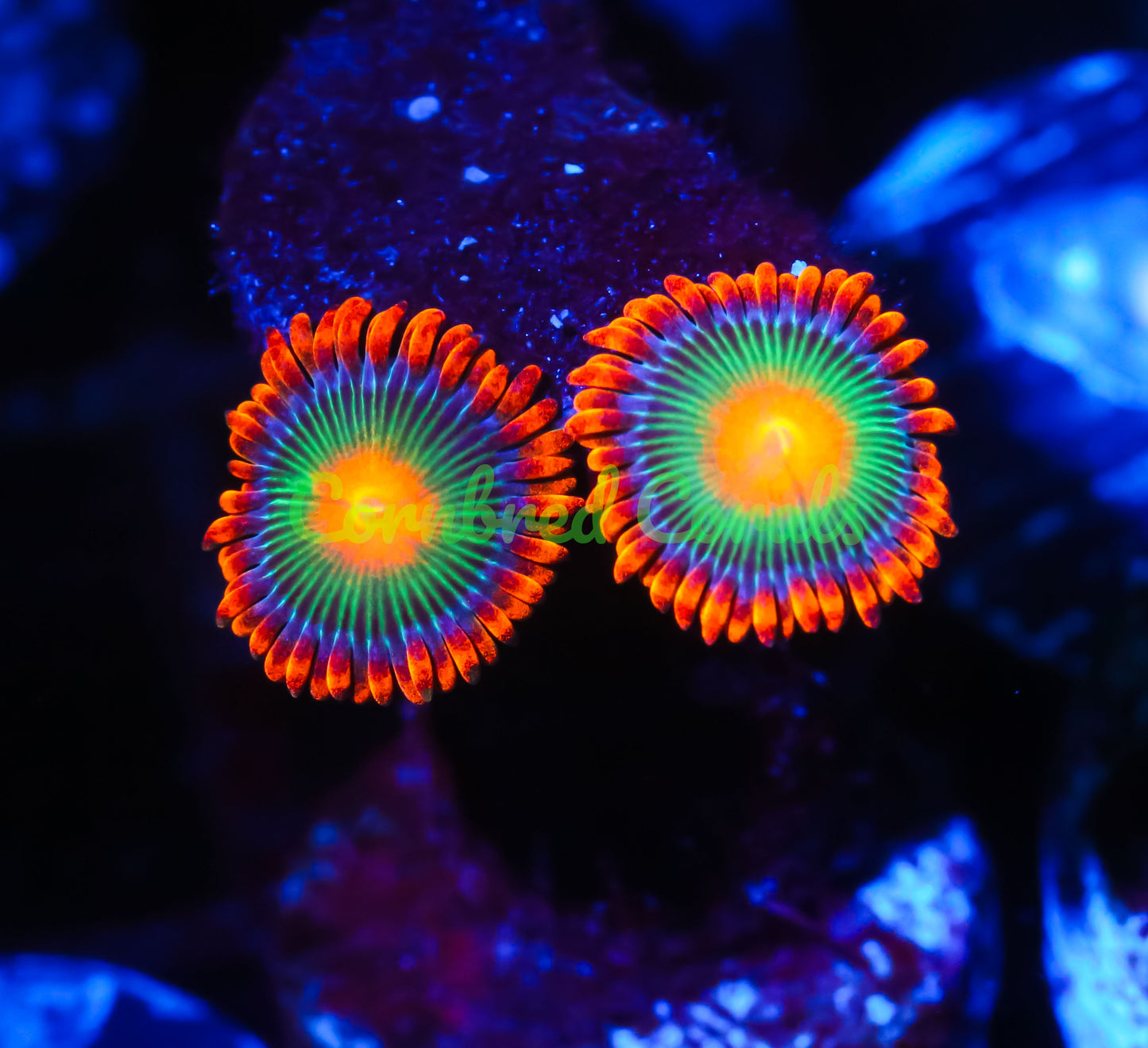 Cornbred's Rockstar Zoas - WYSIWYG