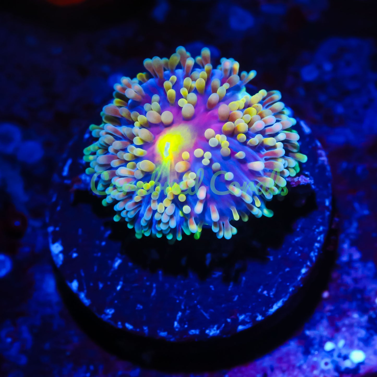 Cornbred's Citrus Rainbow Ricordea Mushroom - WYSIWYG