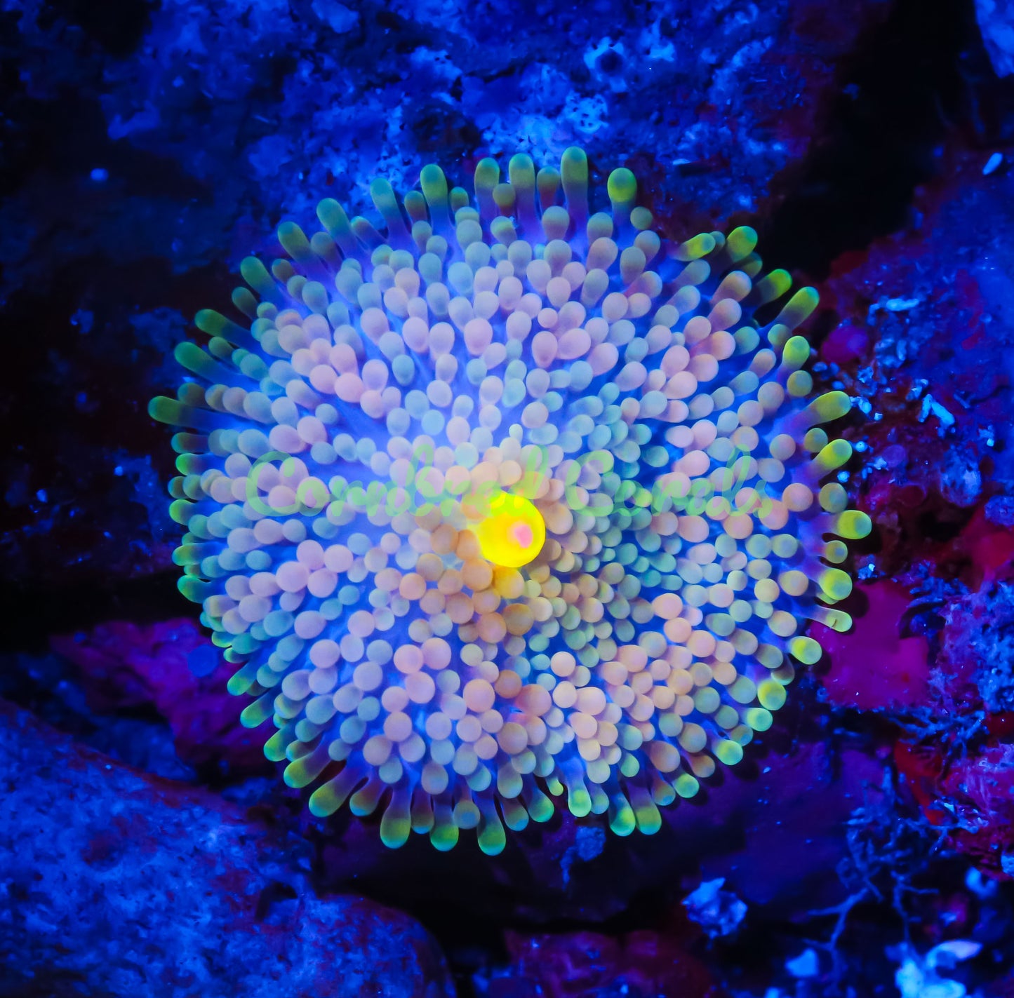 Cornbred's Citrus Rainbow Ricordea Mushroom - WYSIWYG