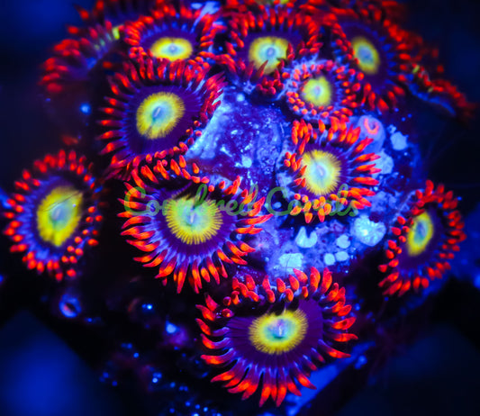 Cornbred's Laser Beam Zoas