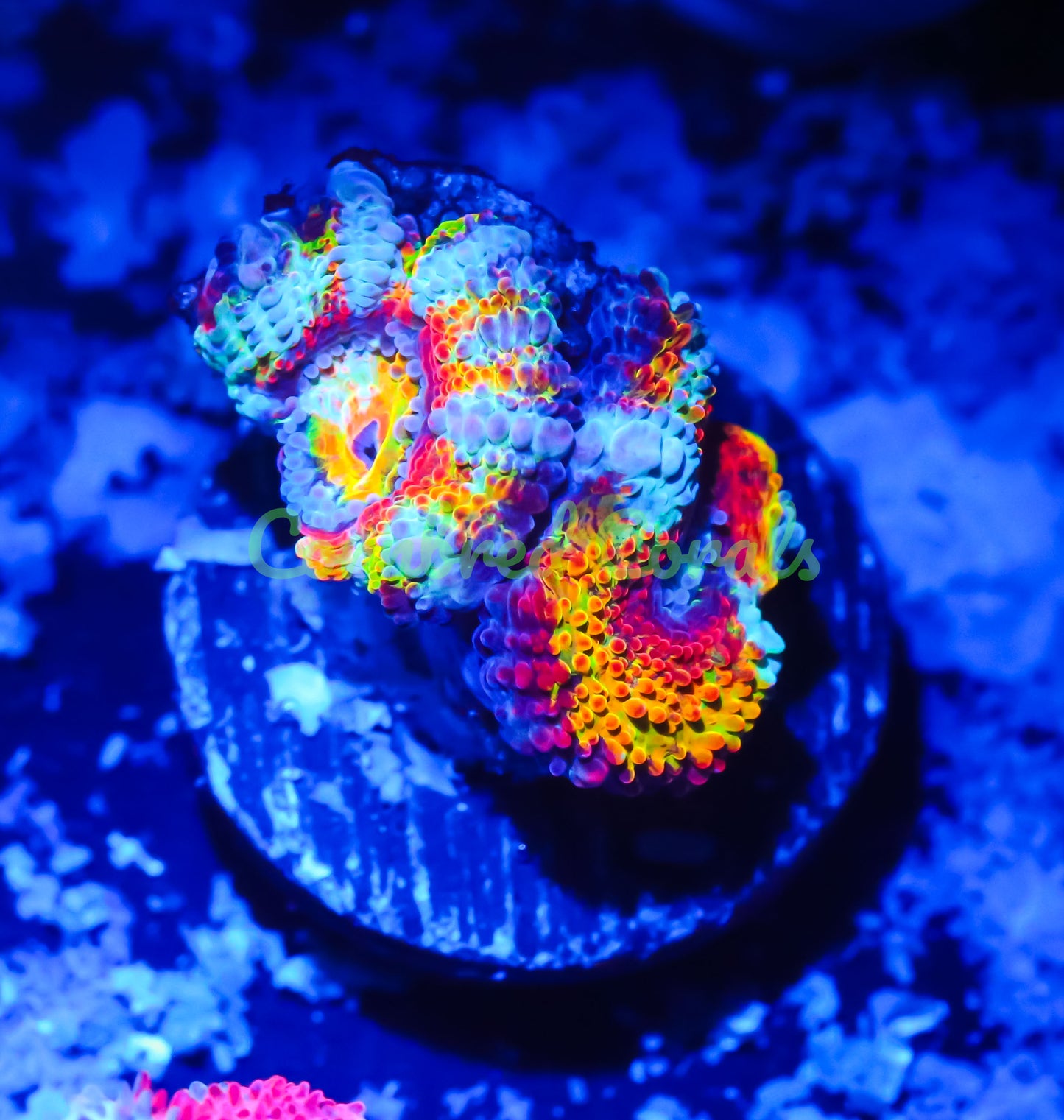 Cornbred's Rainbow Anaconda Acan - WYSIWYG