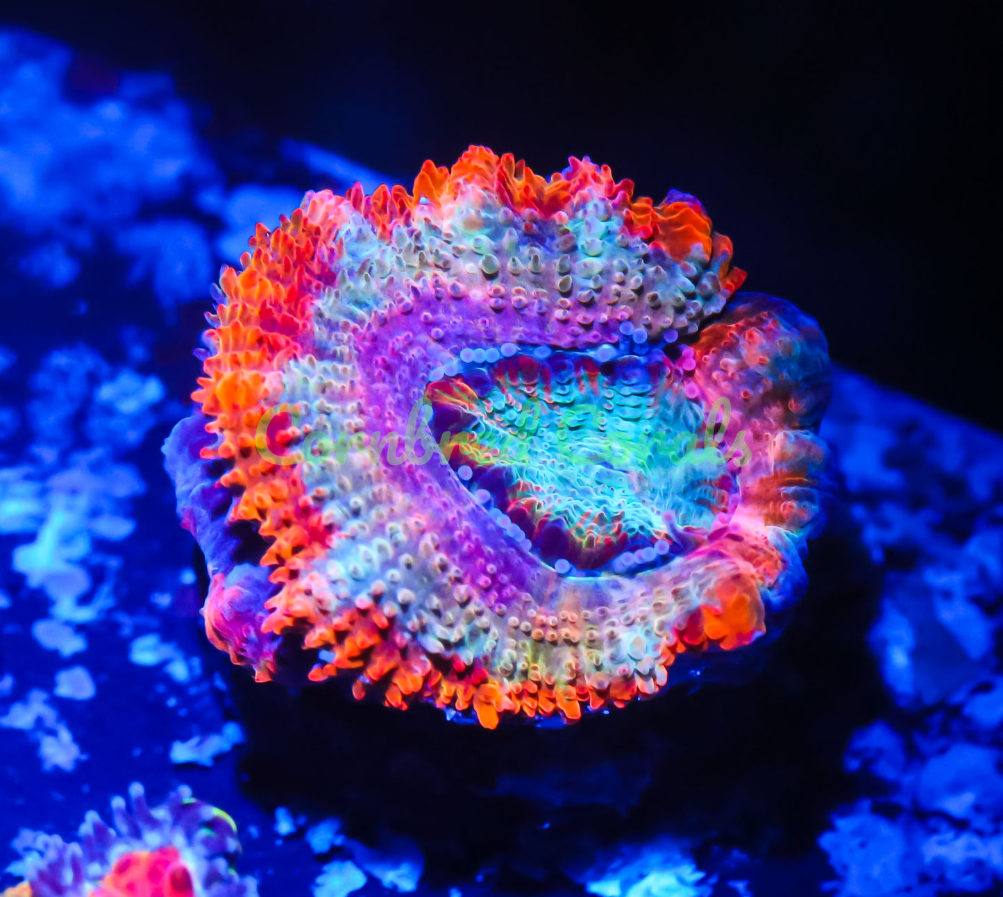 Cornbred's Citrus Rainbow Chameleon Acan - WYSIWYG