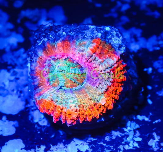 Cornbred's Citrus Rainbow Chameleon Acan - WYSIWYG