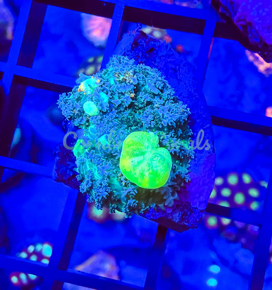 Cornbred's Godspawn Bounce Mushroom - WYSIWYG