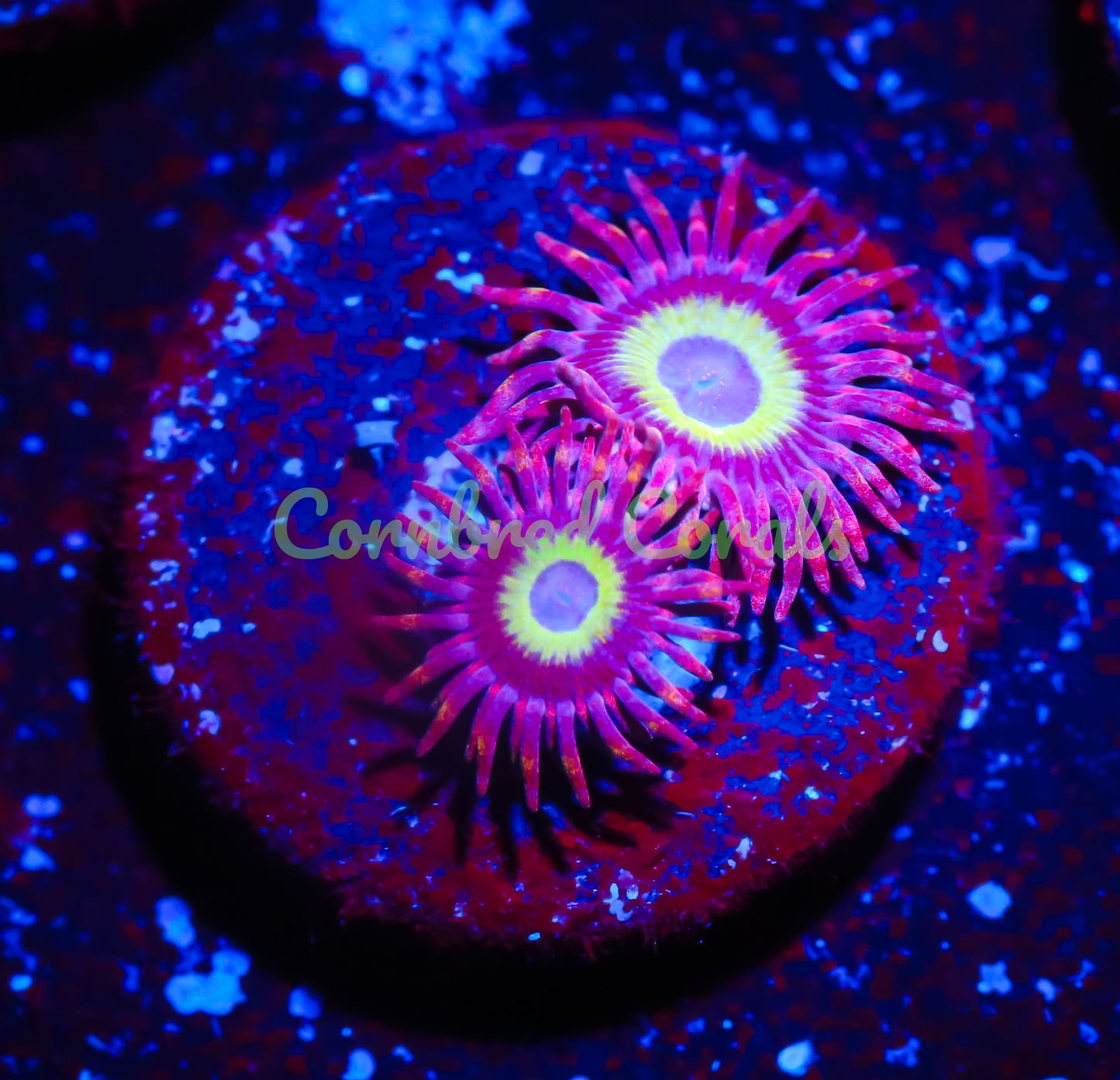 Cornbred's Miss Piggy Zoas - WYSIWYG