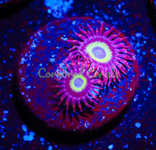 Cornbred's Miss Piggy Zoas - WYSIWYG